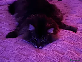 Ragdoll cats Rare black ragdoll and Maine coon cross age 5 - Advert 2