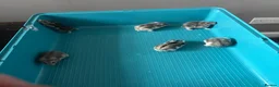 Hamster rodents for sale: Male and female dwarf Syrian hamsters  in Cardiff - Advert 5
