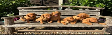 Labrador Retriever 3