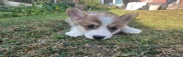 Welsh Corgi Pembroke dogs for sale: REDUCED — Fully Vaccinated Pembroke Welsh Corgi   - Advert 4