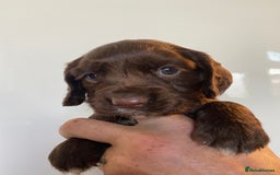 Sprocker dogs for sale: Gorgeous sprocker pups - Image 1
