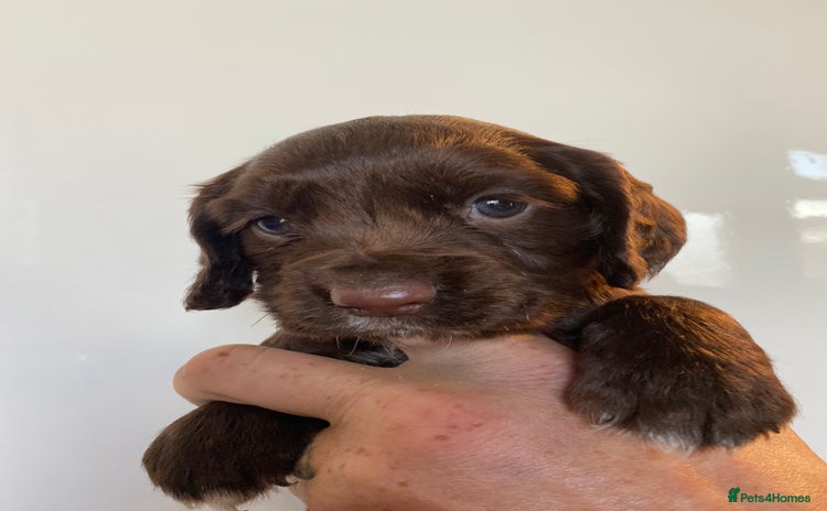 Sprocker dogs - Advert 7
