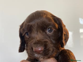 Sprocker dogs - Advert 7