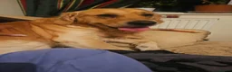 Golden Retriever dogs for stud: Charlie in Twickenham - Advert 6