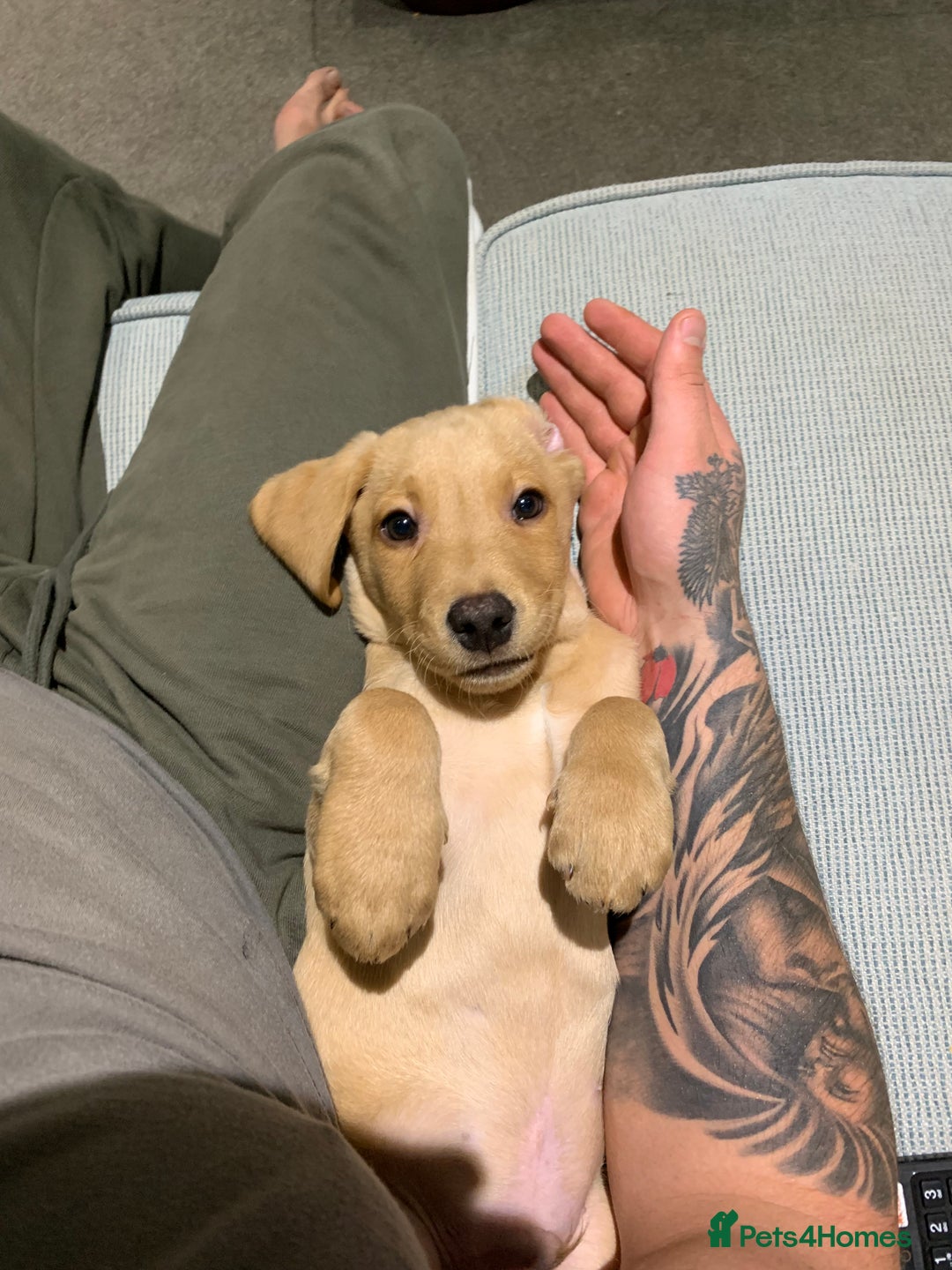 Labrador Retriever dogs for sale: My boy Lenny  - Image 3