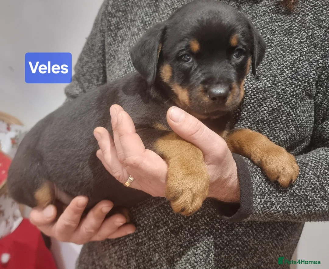 Rottweiler dogs for sale: ONLY 1 BOY LEFT Champion Bloodline KC Rottweilers - Advert 19