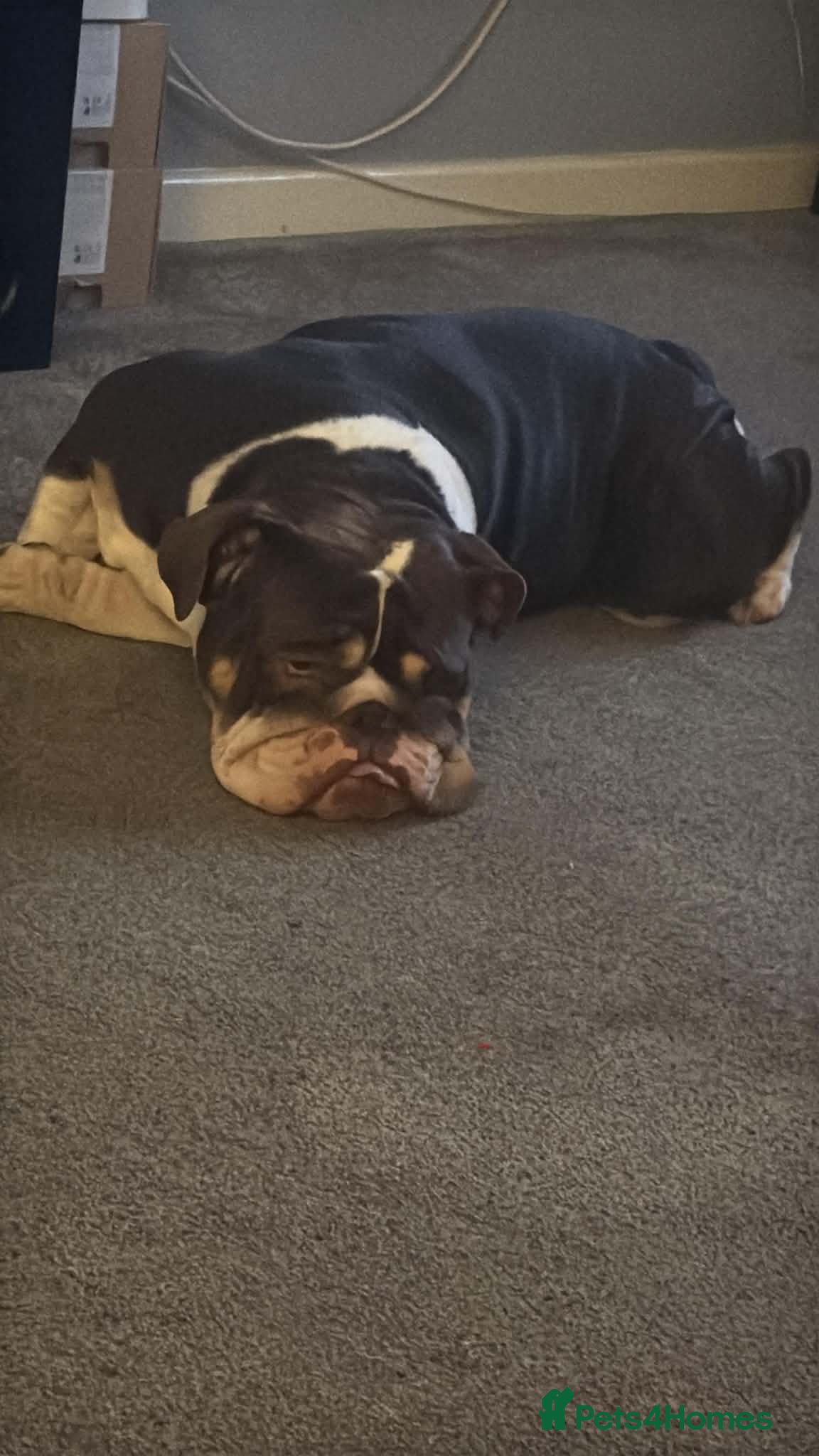 English Bulldog dogs 3 year old English bulldog  - Advert 6