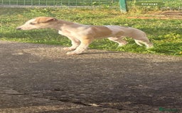 Whippet dogs for sale: Whippet pups ready now  - Image 22