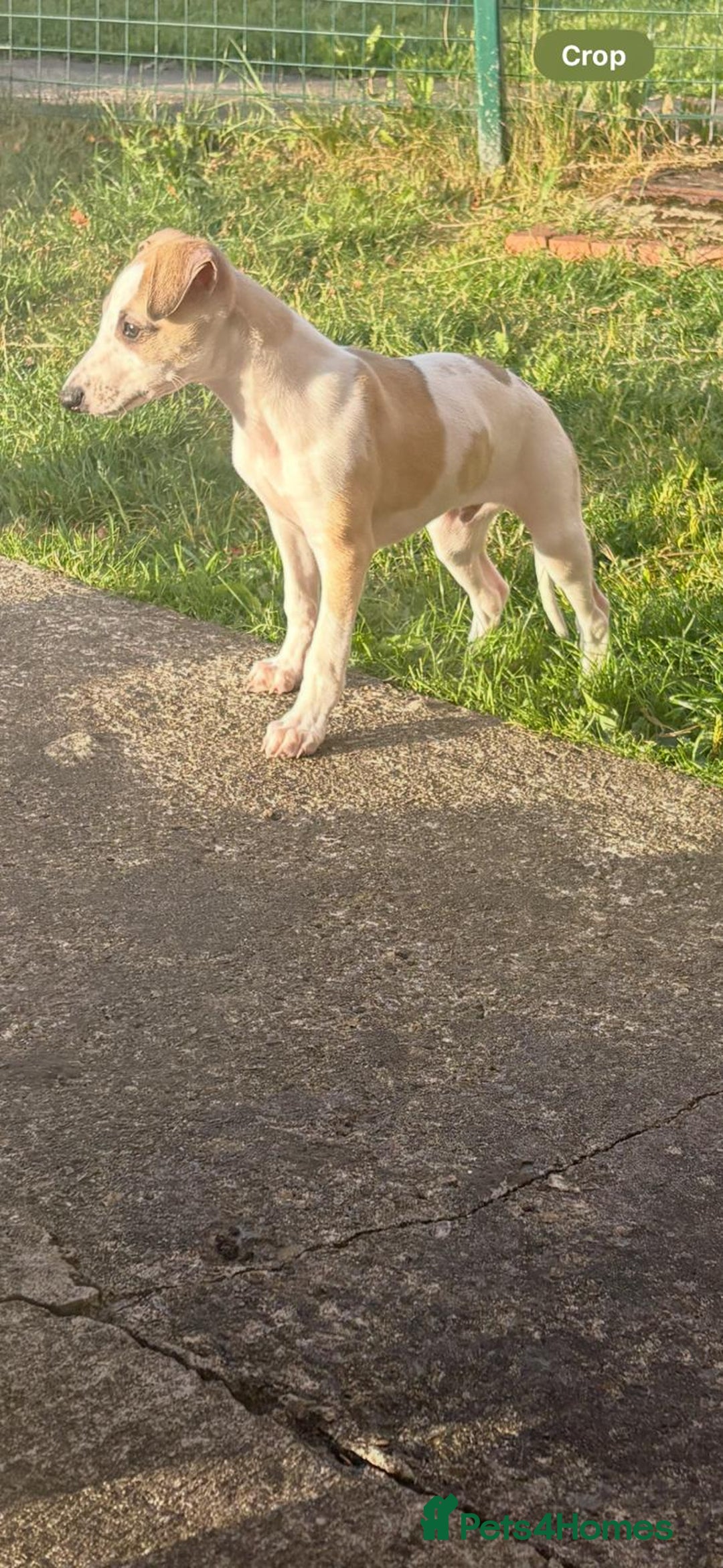 Whippet dogs for sale: Whippet pups ready now  - Image 22