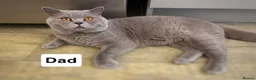 British Shorthair cats for sale: Blue British Shorthair Male Kitten  - Advert 2