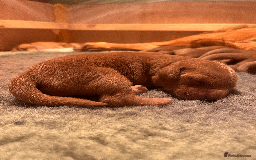Golden Retriever dogs for sale: Working type golden retriever puppies - Image 4