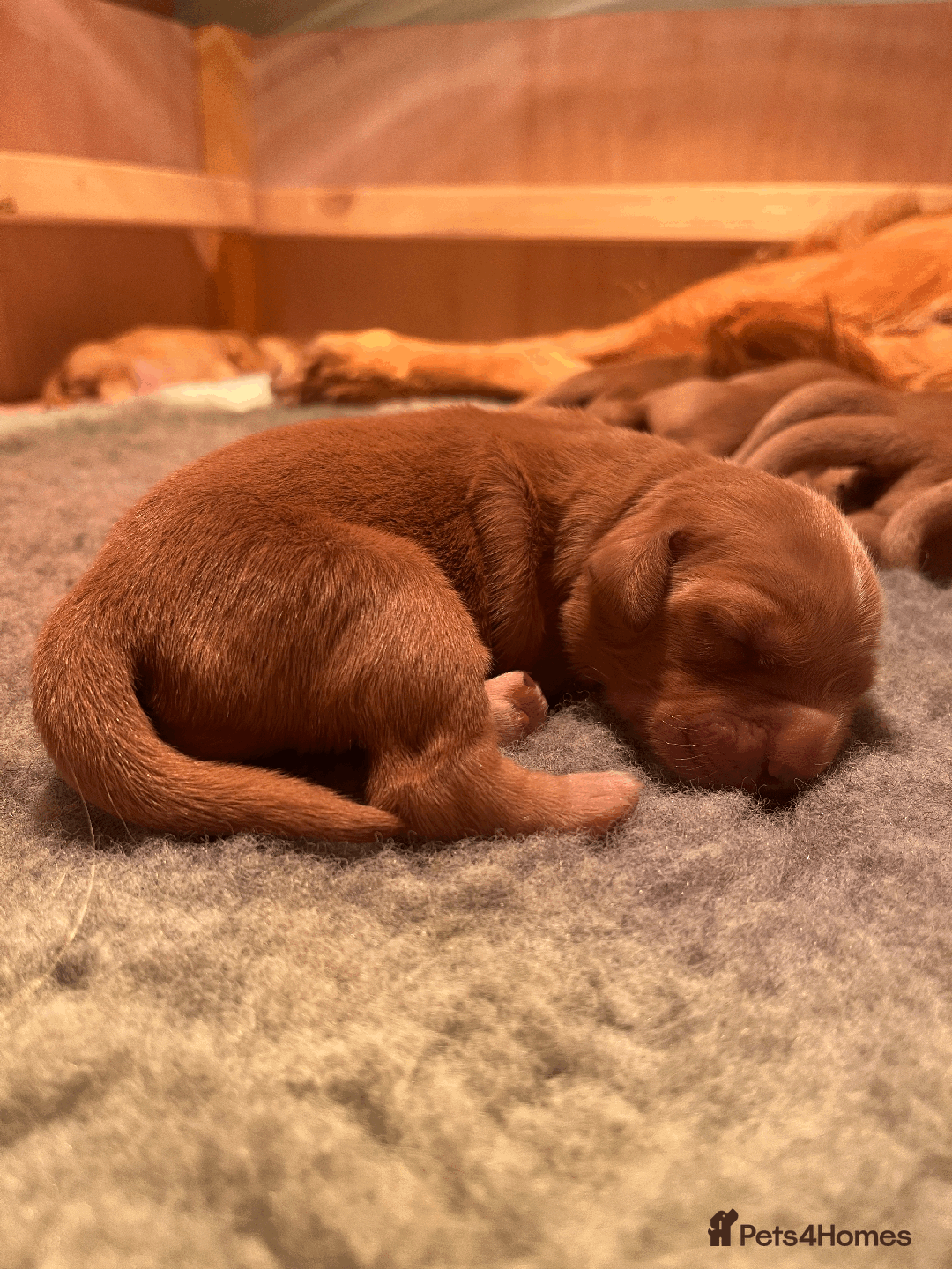 Golden Retriever dogs for sale: Working type golden retriever puppies - Image 4