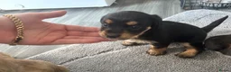 Mixed Breed dogs for sale: Jack Shih  - Advert 9