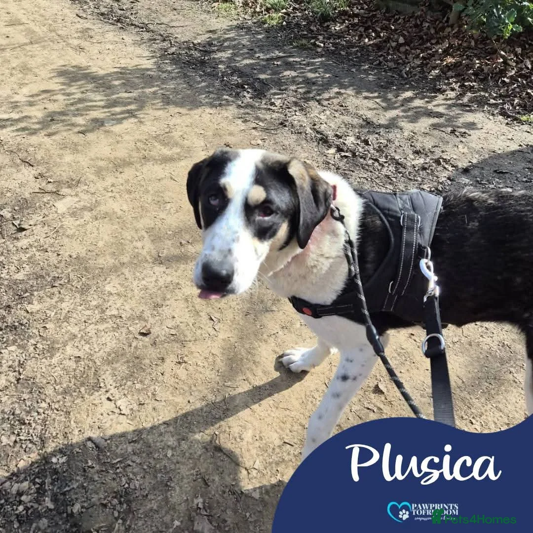 Mixed Breed dogs for adoption: Meet Plusica,  currently residing in Scarborough  in Scarborough - Advert 1