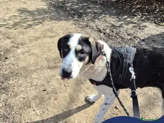 Mixed Breed dogs Meet Plusica, currently residing in Scarborough - Advert 9