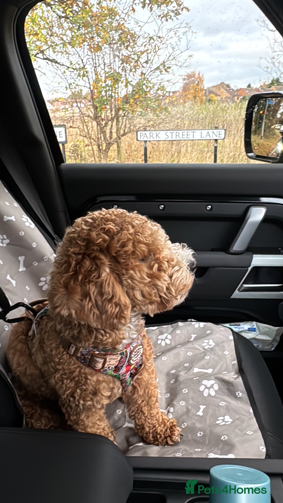 Maltipoo dogs for sale: Maltipoo Male - Advert 6