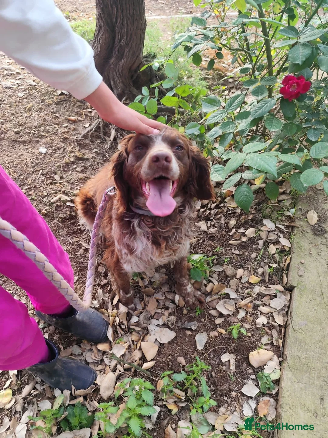 Brittany Spaniel dogs for adoption: Gentle, Affectionate Bracken in Reading, Berks - Advert 2