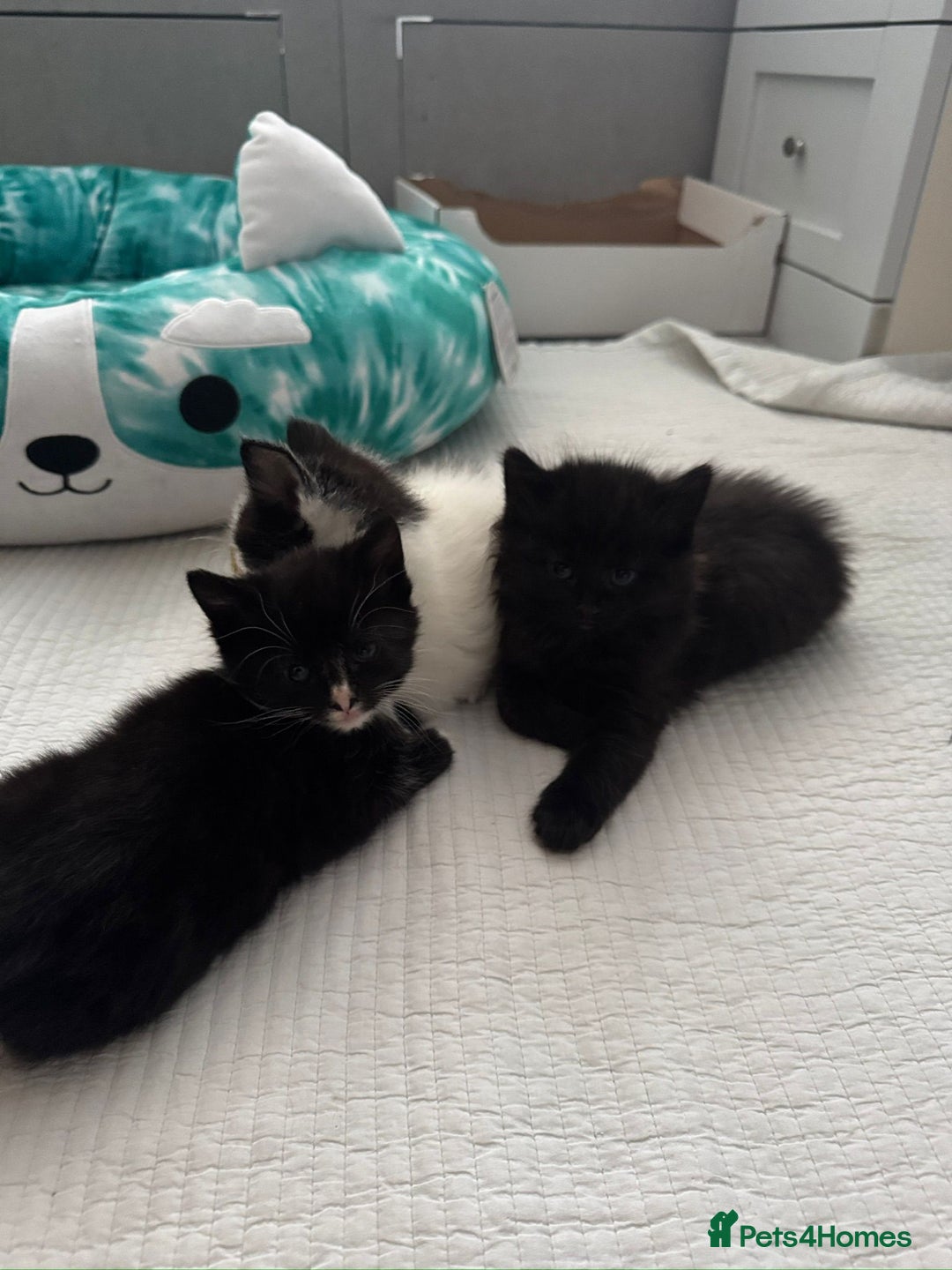 Domestic Shorthair cats for sale: 5 Playful Tuxedo & Black Kittens – Ready Now - Image 14