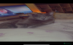British Shorthair cats for sale: Storm - Image 5