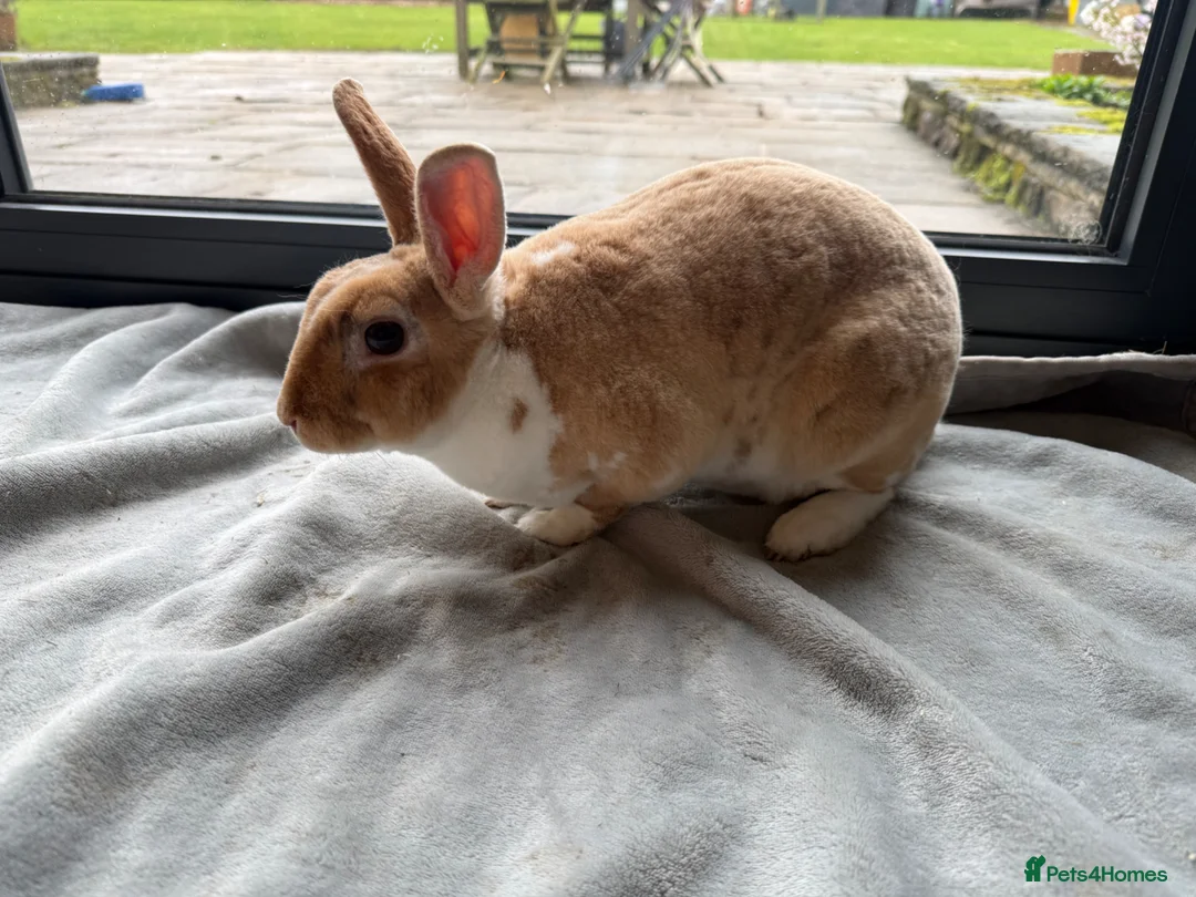 Rex rabbits for sale: Beautiful young Doe for reluctant rehoming - Advert 2