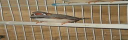 Finches birds for sale: Bengalese Finches and Zebra Finches - Advert 4