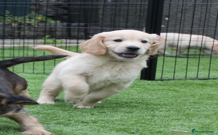 Golden Retriever dogs - Advert 3