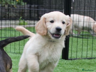 Golden Retriever dogs - Advert 7