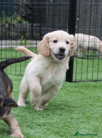 Golden Retriever dogs - Advert 3