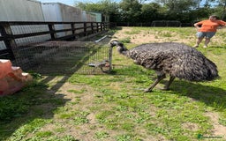 Emus poultry for sale: Silly tame unsexed emu chick - Image 4