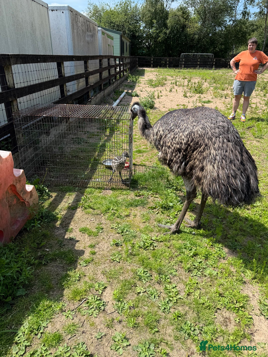 Emus poultry for sale: Silly tame unsexed emu chick - Image 4