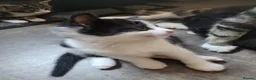 Mixed Breed cats for sale: 4 adorable kittens looking for a home. - Advert 6
