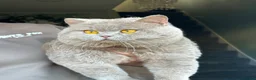 British Shorthair cats for sale: 🐾 Beautiful British Shorthair Kittens🐾 - Advert 10