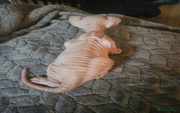 Sphynx cats for sale: Sphynx naked and coated  - Image 7