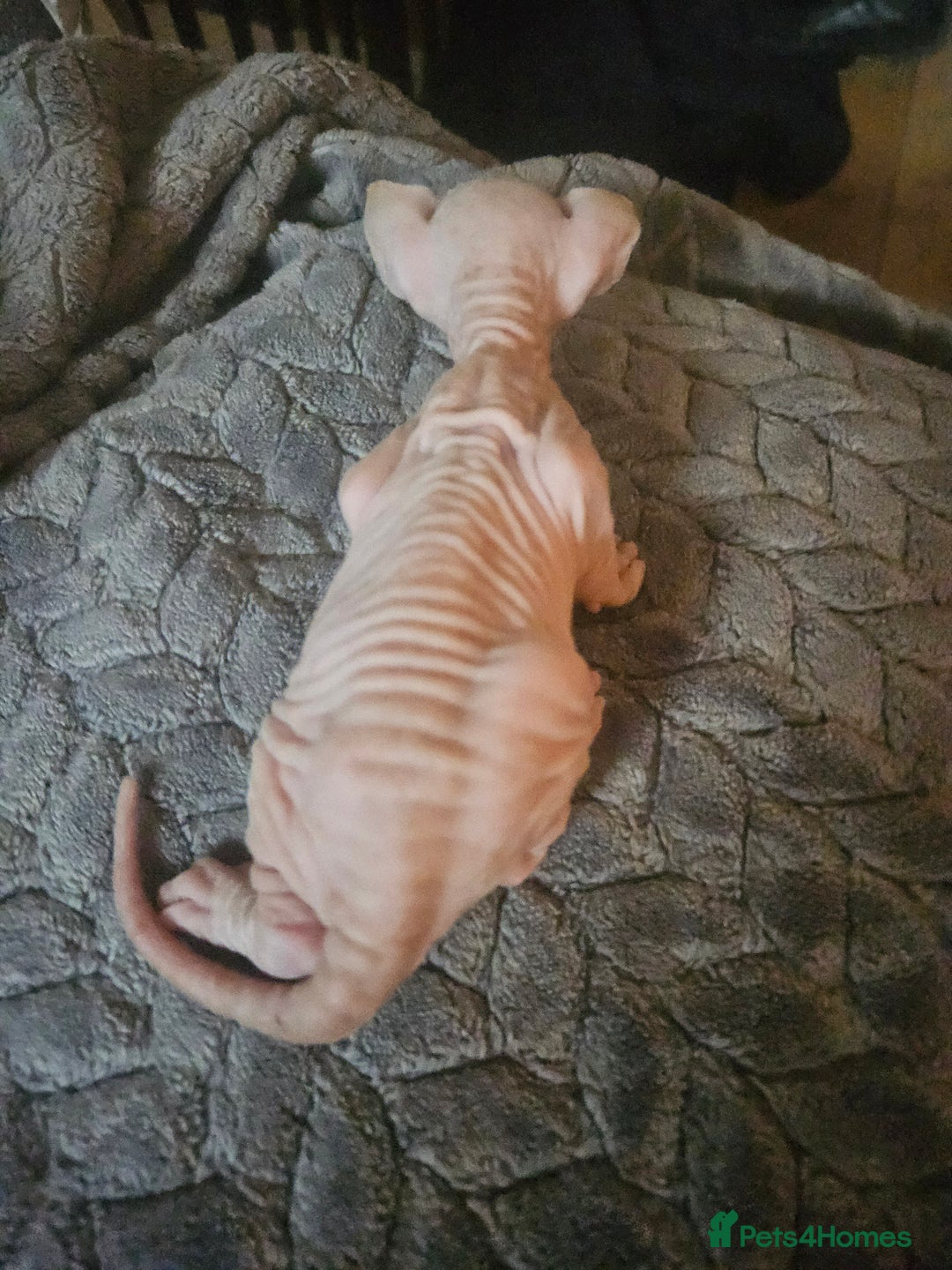Sphynx cats for sale: Sphynx naked and coated  - Image 7