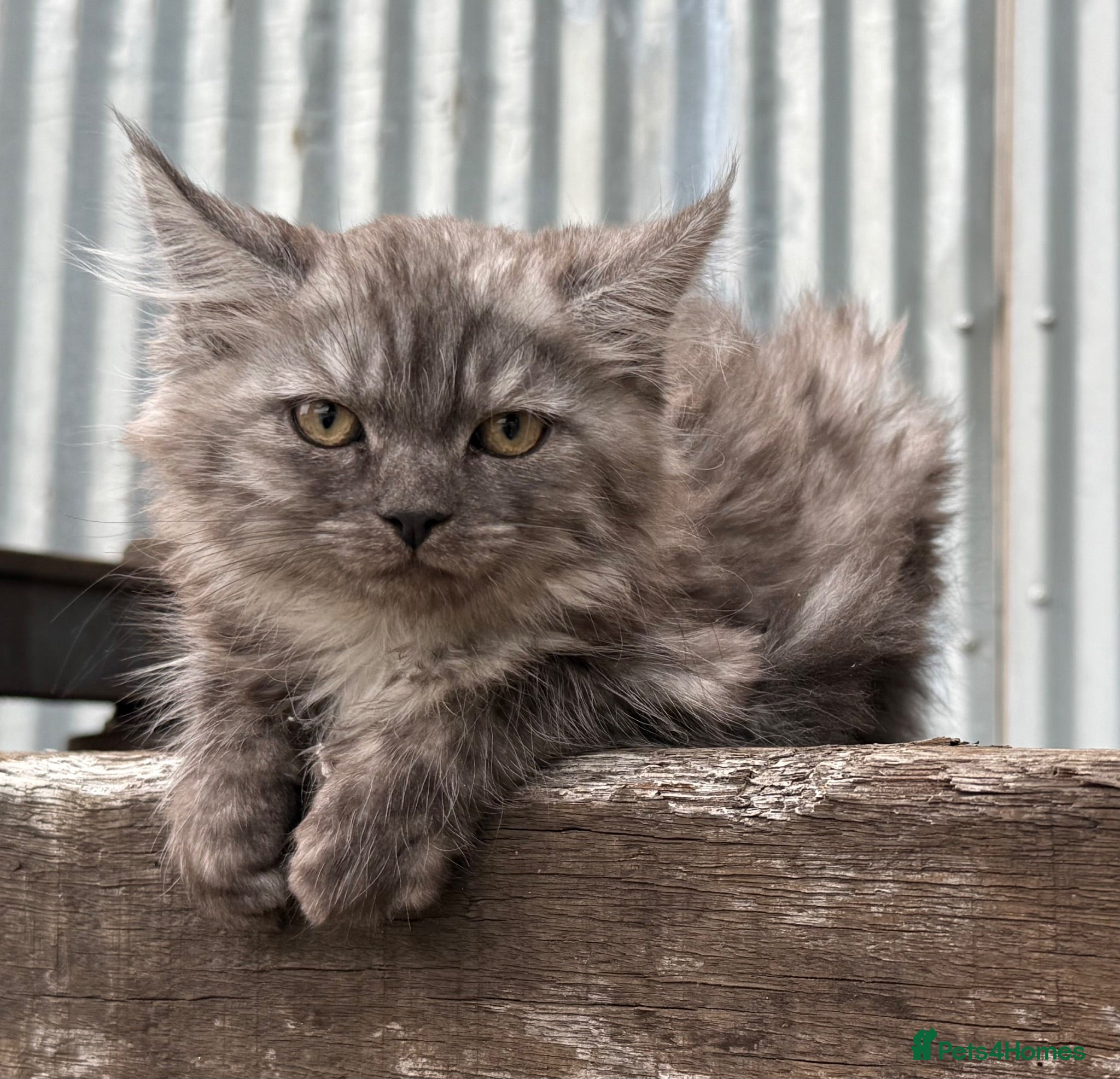 Maine Coon cats Stunning Maine coon x kitten  - Advert 1