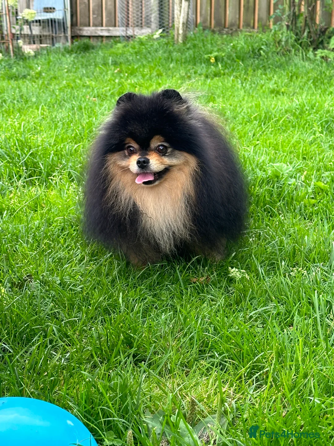 Pomeranian dogs for stud: Black and Tan super coat boy for stud in Lanark - Advert 7