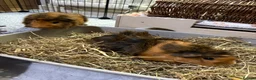 Guinea Pig rodents for sale: 2 male Abyssinian guinea pigs  in Radstock - Advert 1