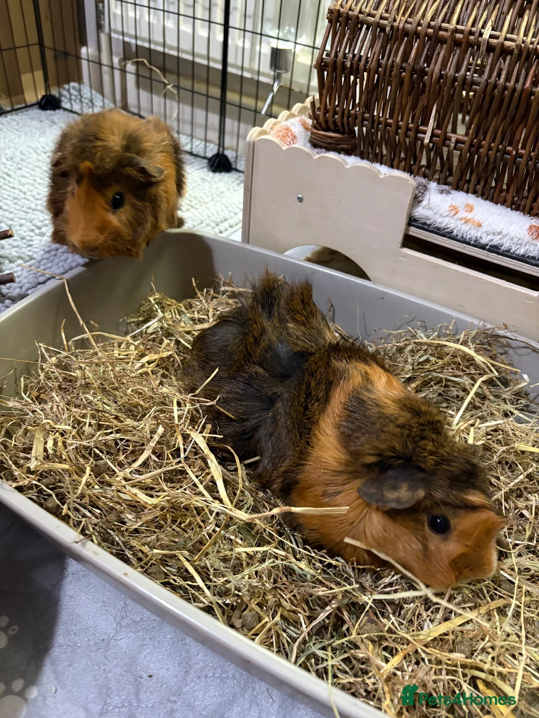 Guinea Pig rodents for sale: 2 male Abyssinian guinea pigs  in Radstock - Advert 1