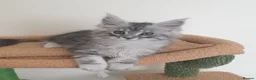 Maine Coon cats for sale: Tica registered Maine Coons  - Advert 8