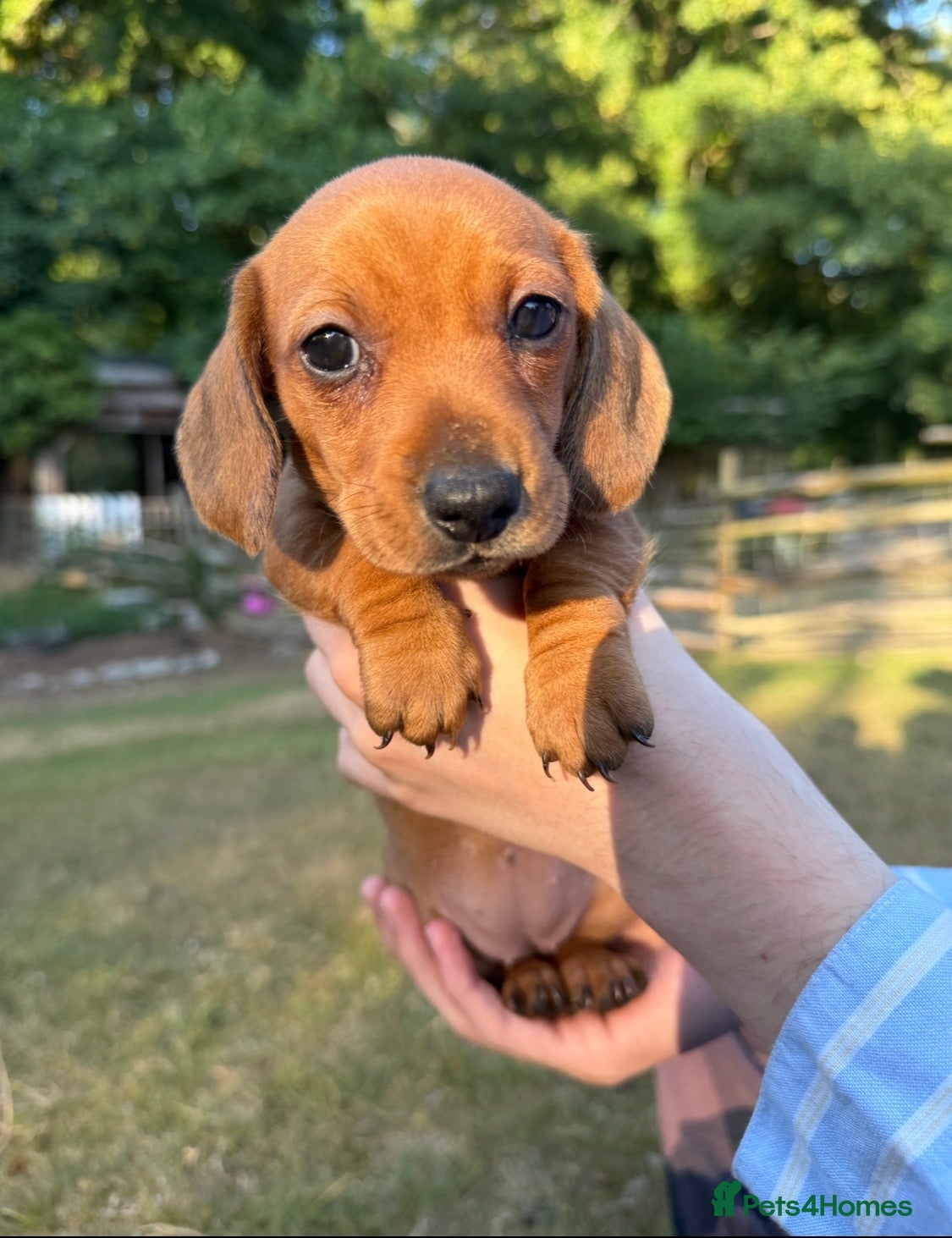 Dachshund dogs 🐾 5 Beautiful Miniature Dachshund Girls  - Advert 2