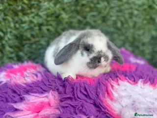 Mini Lop rabbits Mini lops ( Est since 2014 ) - Advert 2