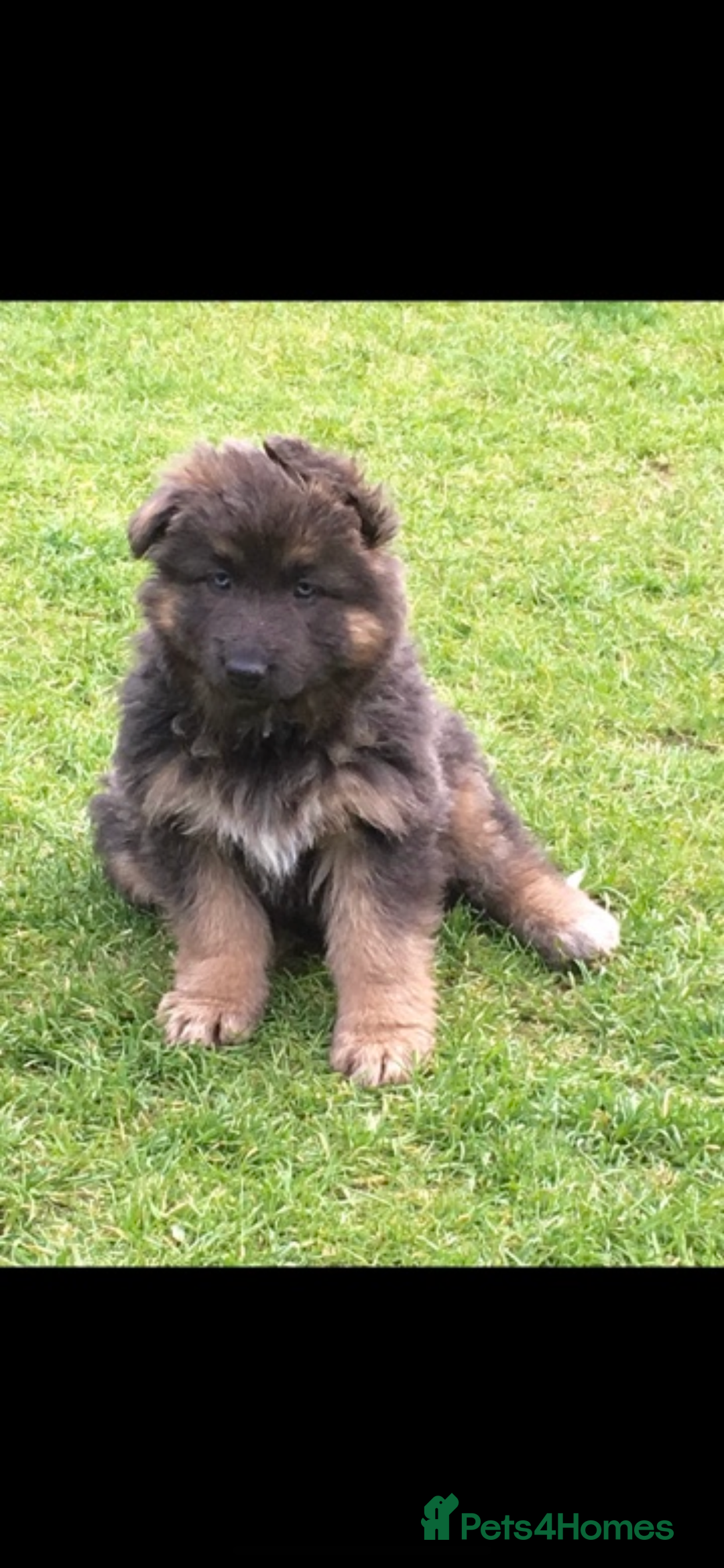 German Shepherd dogs for sale: ⭐️Chunky kc reg GSD pups ⭐️  - Image 12