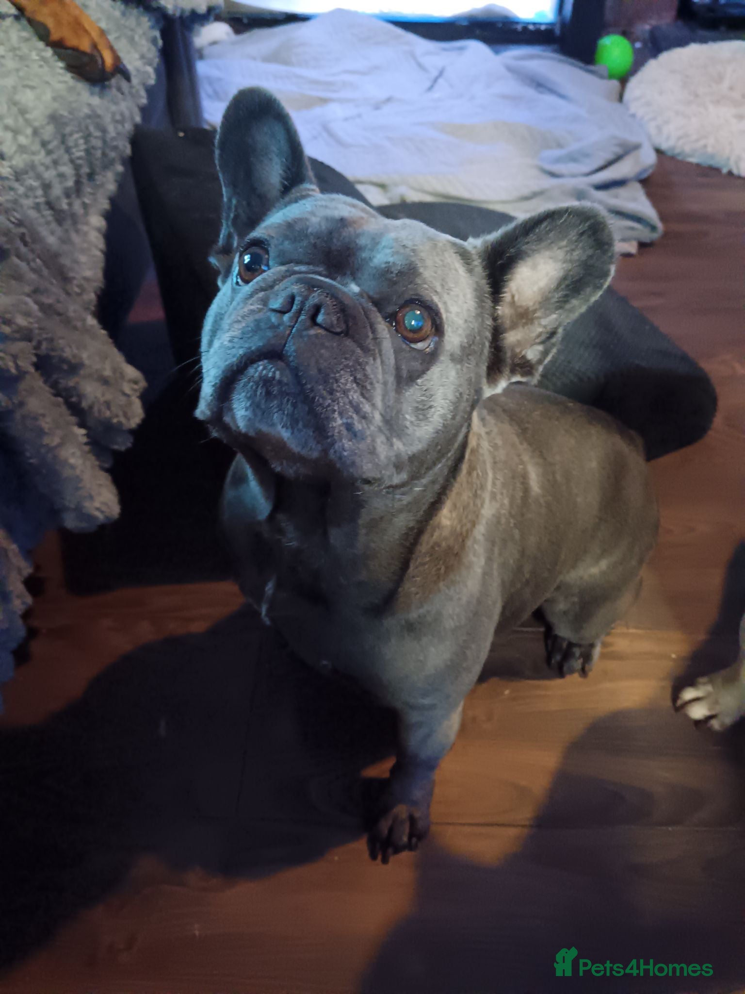French Bulldog dogs Blue French bulldog  - Advert 1