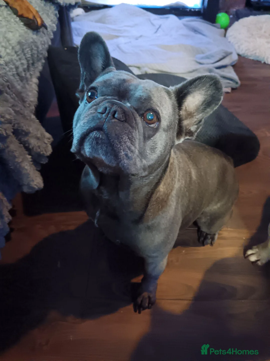 French Bulldog dogs for sale: Blue French bulldog  - Advert 1