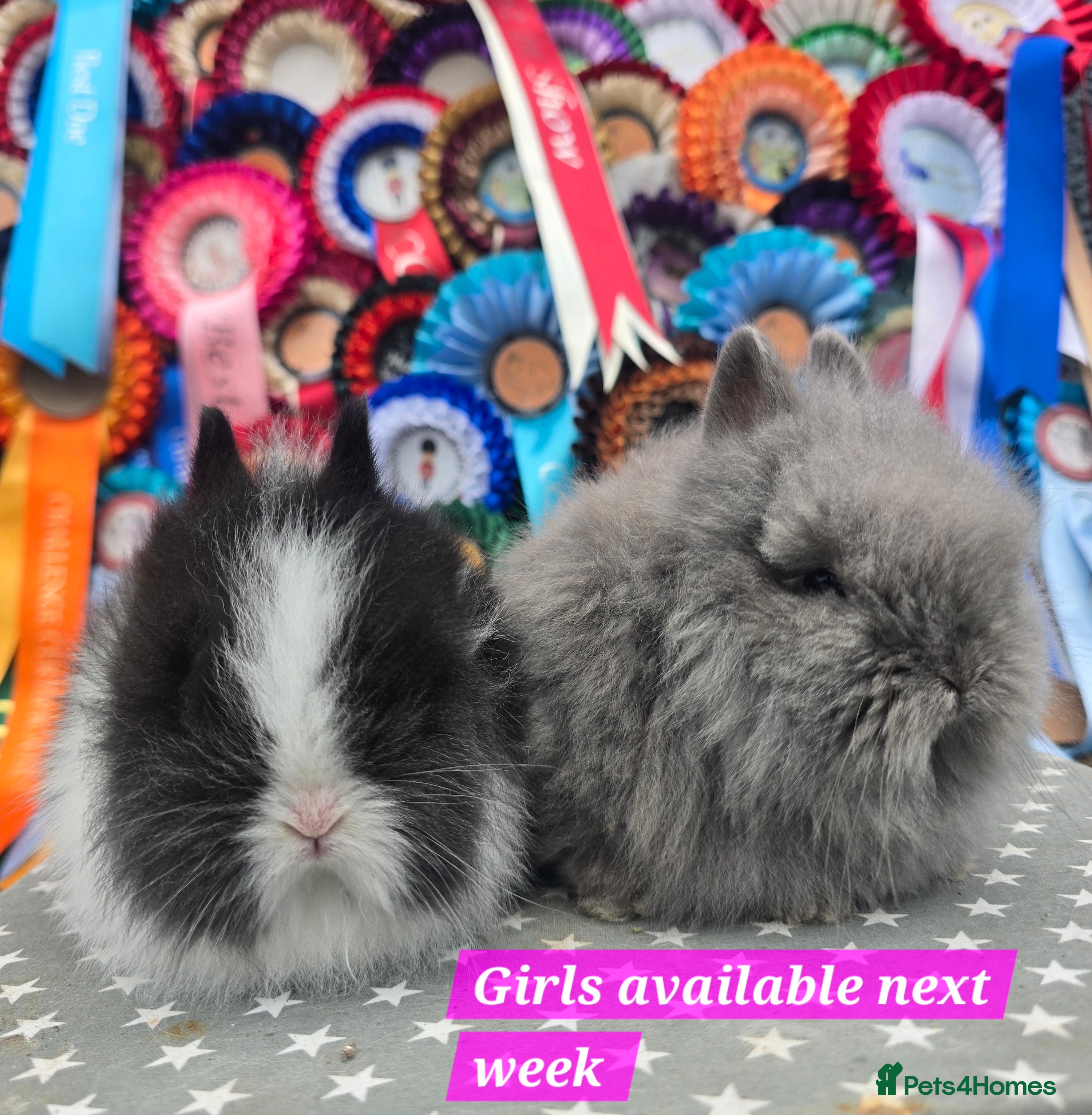 Lionhead rabbits Gorgeous Purebred Lionheads available  - Advert 5