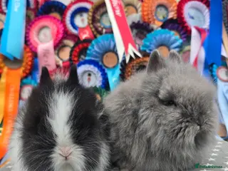 Lionhead rabbits Gorgeous Purebred Lionheads available - Advert 5
