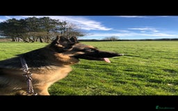 German Shepherd dogs for sale: Beautiful German Shepherd Puppies - Image 8