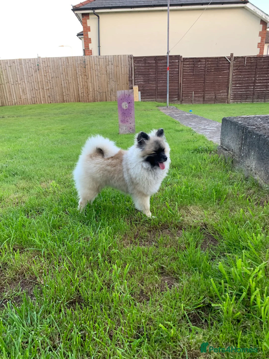 Pomeranian dogs for stud: 2kg, KC Registered, Proven, Pomeranian  in Cardiff - Advert 9