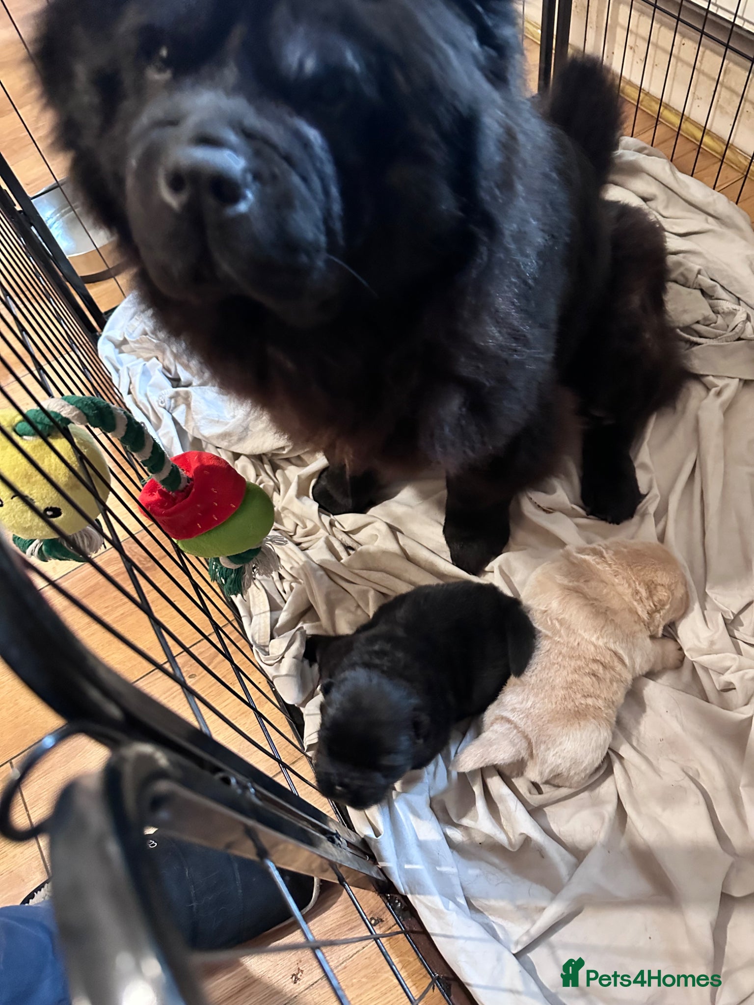 Chow Chow dogs for sale: Lilac Platinum Chow Chow Puppy KC Reg - Advert 10