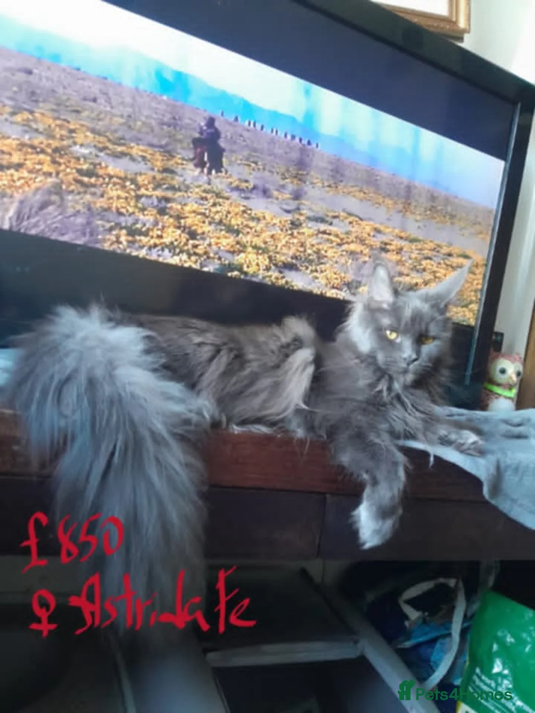 Maine Coon cats for sale: solid blue girl TICAreg maine coon - Advert 8